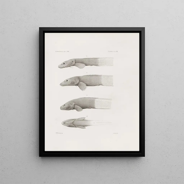 Memories of the Harvard College Museum of Comparative Zoology Pl30 - Harvard University Museum of Zoology — framed artwork on a wall