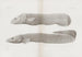 Mémoires du Pl33 - Harvard University Museum of Comparative Zoology — artwork view