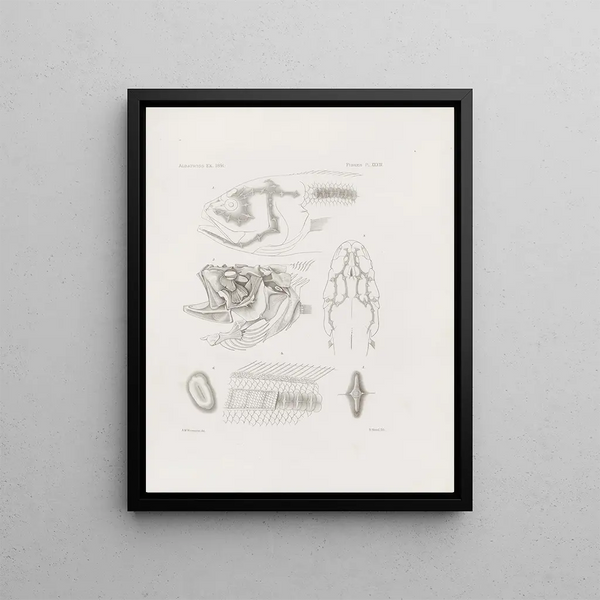 Mémoires du Musée de zoologie comparée du Harvard College Pl34 - Musée de Zoologie Comparée de l'Université Harvard — framed artwork on a wall