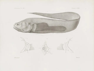 Harvard College Museum of Comparative Zoology Memories Painting Pl35 - Harvard University Museum of Zoology — artwork view