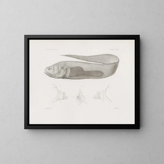 Harvard College Museum of Comparative Zoology Memories Painting Pl35 - Harvard University Museum of Zoology — framed artwork on a wall