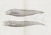 Memories of Pl36 - Harvard University Museum of Comparative Zoology — artwork view
