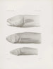 Memories of the Harvard College Museum of Comparative Zoology Pl37 - Harvard University Museum of Zoology — artwork view