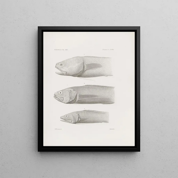 Memories of the Harvard College Museum of Comparative Zoology Pl37 - Harvard University Museum of Zoology — framed artwork on a wall