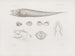 Memories of the Harvard College Museum of Comparative Zoology Pl38 - Harvard University Museum of Zoology — artwork view