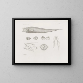 Memories of the Harvard College Museum of Comparative Zoology Pl38 - Harvard University Museum of Zoology — framed artwork on a wall