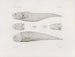 Memories of the Harvard College Museum of Comparative Zoology Pl40 - Harvard University Museum of Comparative Zoology — artwork view