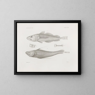Memories of the Harvard College Museum of Comparative Zoology Pl41 - Harvard University Museum of Zoology — framed artwork on a wall