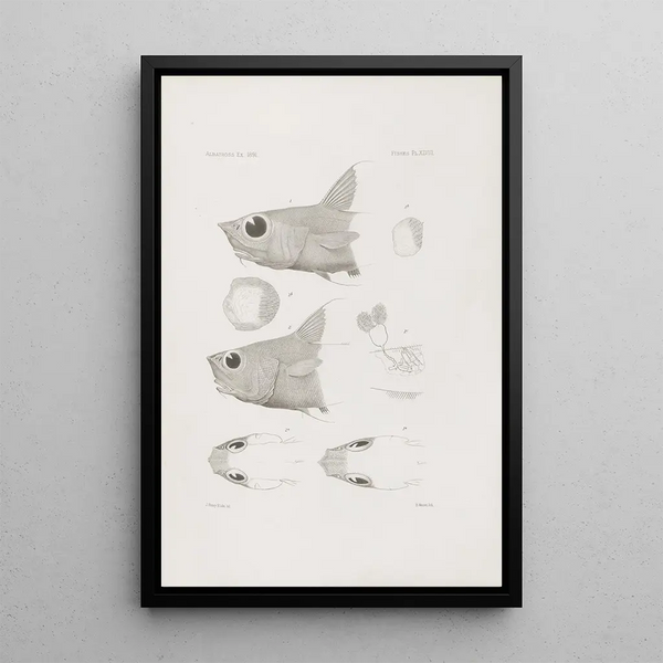 Harvard University Museum of Zoology Memories Pl48 - Harvard University Museum of Zoology — framed artwork on a wall