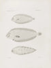 Memories of the Harvard College Museum of Comparative Zoology Pl52 - Harvard University Museum of Zoology — artwork view