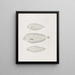 Memories of the Harvard College Museum of Comparative Zoology Pl52 - Harvard University Museum of Zoology — framed artwork on a wall