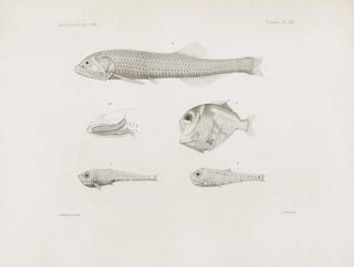 Memories of the Harvard College Museum of Comparative Zoology Pl53 - Harvard University Museum of Zoology — artwork view