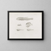 Memories of the Harvard College Museum of Comparative Zoology Pl53 - Harvard University Museum of Zoology — framed artwork on a wall