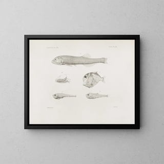 Memories of the Harvard College Museum of Comparative Zoology Pl53 - Harvard University Museum of Zoology — framed artwork on a wall