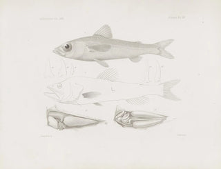 Harvard University Museum of Comparative Zoology Memories Pl54 - Harvard University Museum of Zoology — artwork view