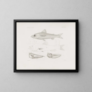Harvard University Museum of Comparative Zoology Memories Pl54 - Harvard University Museum of Zoology — framed artwork on a wall