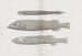 Memories of the Pl57 - Harvard University Museum of Comparative Zoology — artwork view
