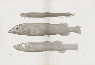 Memories of the Pl57 - Harvard University Museum of Comparative Zoology — artwork view