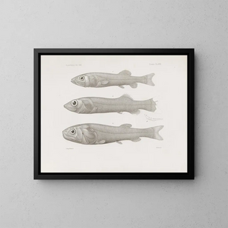 Memories of the Harvard College Museum of Comparative Zoology Pl58 - Harvard University Museum of Zoology — framed artwork on a wall