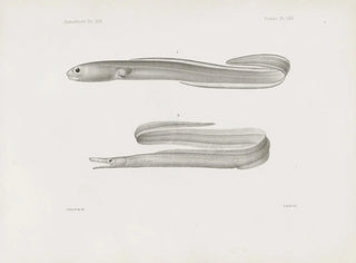 Harvard College Museum of Comparative Zoology Memories Pl62 - Harvard University Museum of Zoology — artwork view