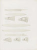 Memories of the Harvard College Museum of Comparative Zoology Pl66 - Harvard University Museum of Zoology — artwork view
