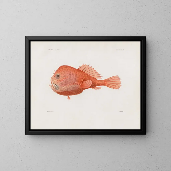Memories of the Harvard College Museum of Comparative Zoology Pl87 - Harvard University Museum of Zoology — framed artwork on a wall