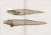 Memories of Pl89 - Harvard University Museum of Comparative Zoology — artwork view