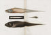 Memories of Pl90 - Harvard University Museum of Comparative Zoology — artwork view
