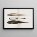 Memories of Pl90 - Harvard University Museum of Comparative Zoology — framed artwork on a wall