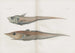 Memories of Pl91 - Harvard University Museum of Comparative Zoology — artwork view