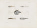 Memories of the Harvard College Museum of Comparative Zoology Pl93 - Harvard University Museum of Zoology — artwork view