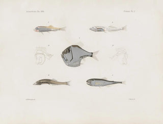 Memories of the Harvard College Museum of Comparative Zoology Pl93 - Harvard University Museum of Zoology — artwork view