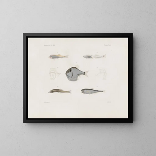 Memories of the Harvard College Museum of Comparative Zoology Pl93 - Harvard University Museum of Zoology — framed artwork on a wall