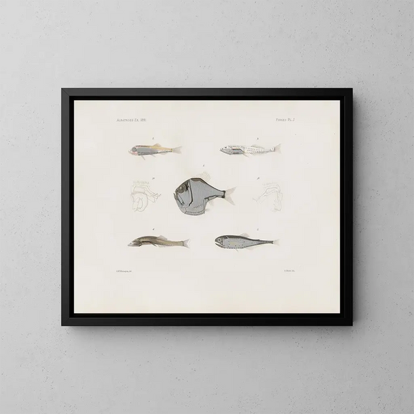 Memories of the Harvard College Museum of Comparative Zoology Pl93 - Harvard University Museum of Zoology — framed artwork on a wall