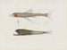 Memories of the Harvard College Museum of Comparative Zoology Pl94 - Harvard University Museum of Zoology — artwork view