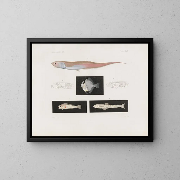 Memories of the Harvard College Museum of Comparative Zoology Pl95 - Harvard University Museum of Zoology — framed artwork on a wall