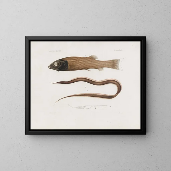 Harvard College Museum of Comparative Zoology Memories Pl96 - Harvard University Museum of Zoology — framed artwork on a wall