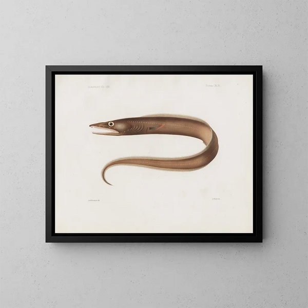 Memories of the Harvard College Museum of Comparative Zoology Pl97 - Harvard University Museum of Zoology — framed artwork on a wall