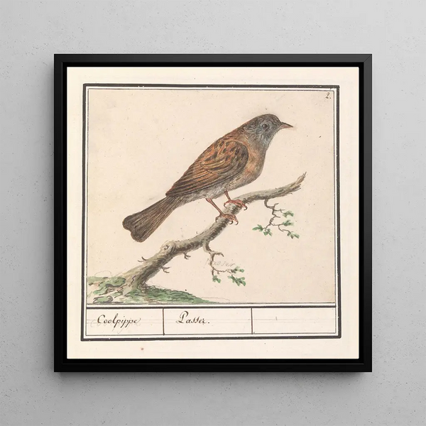 Heggenmus Prunella modularis - Anselmus Botius de Boodt — wall display of the artwork