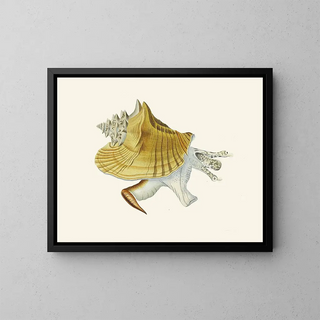 Les escargots volants Strombea Pl01 - Heinrich Carl Küster — framed artwork on a wall