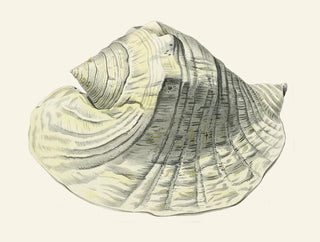 Les escargots volants Strombea Pl03 - Heinrich Carl Küster — artwork view