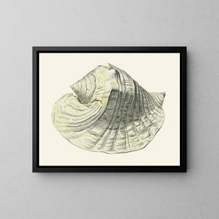 Les escargots volants Strombea Pl03 - Heinrich Carl Küster — framed artwork on a wall