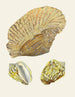 the Pterygoid Snails Strombea Pl04 - Heinrich Carl Küster — artwork view
