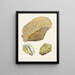 the Pterygoid Snails Strombea Pl04 - Heinrich Carl Küster — framed artwork on a wall