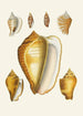 Les Strombes Pl07 - Heinrich Carl Küster — artwork view
