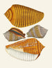 the Pterygoid Snails Strombea Pl08 - Heinrich Carl Küster — artwork view