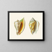 Les escargots volants Strombea Pl10 - Heinrich Carl Küster — framed artwork on a wall