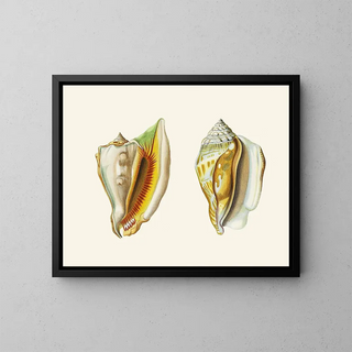 Les escargots volants Strombea Pl10 - Heinrich Carl Küster — framed artwork on a wall