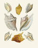 Les escargots ptérygoïdes Strombea Pl11 - Heinrich Carl Küster — artwork view