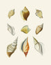 Les escargots ptérygoïdes Strombea Pl12 - Heinrich Carl Küster — artwork view